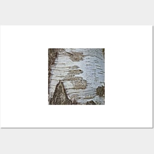 rustic scandinavian nature tree bark white birch Posters and Art